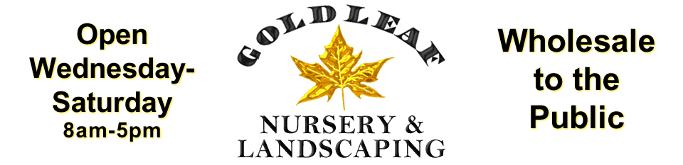 Gold Leaf Nursery